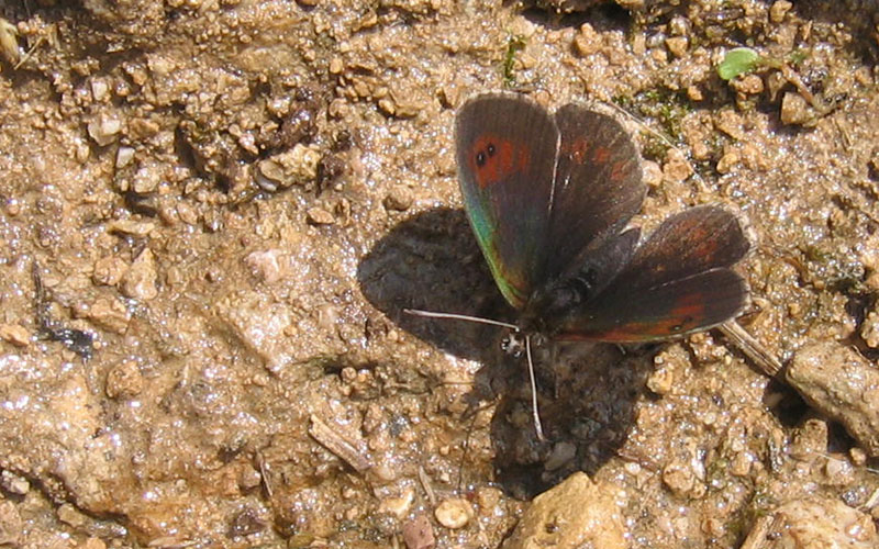 Erebia cassioides - Nymphalidae Satyrinae...dal Trentino